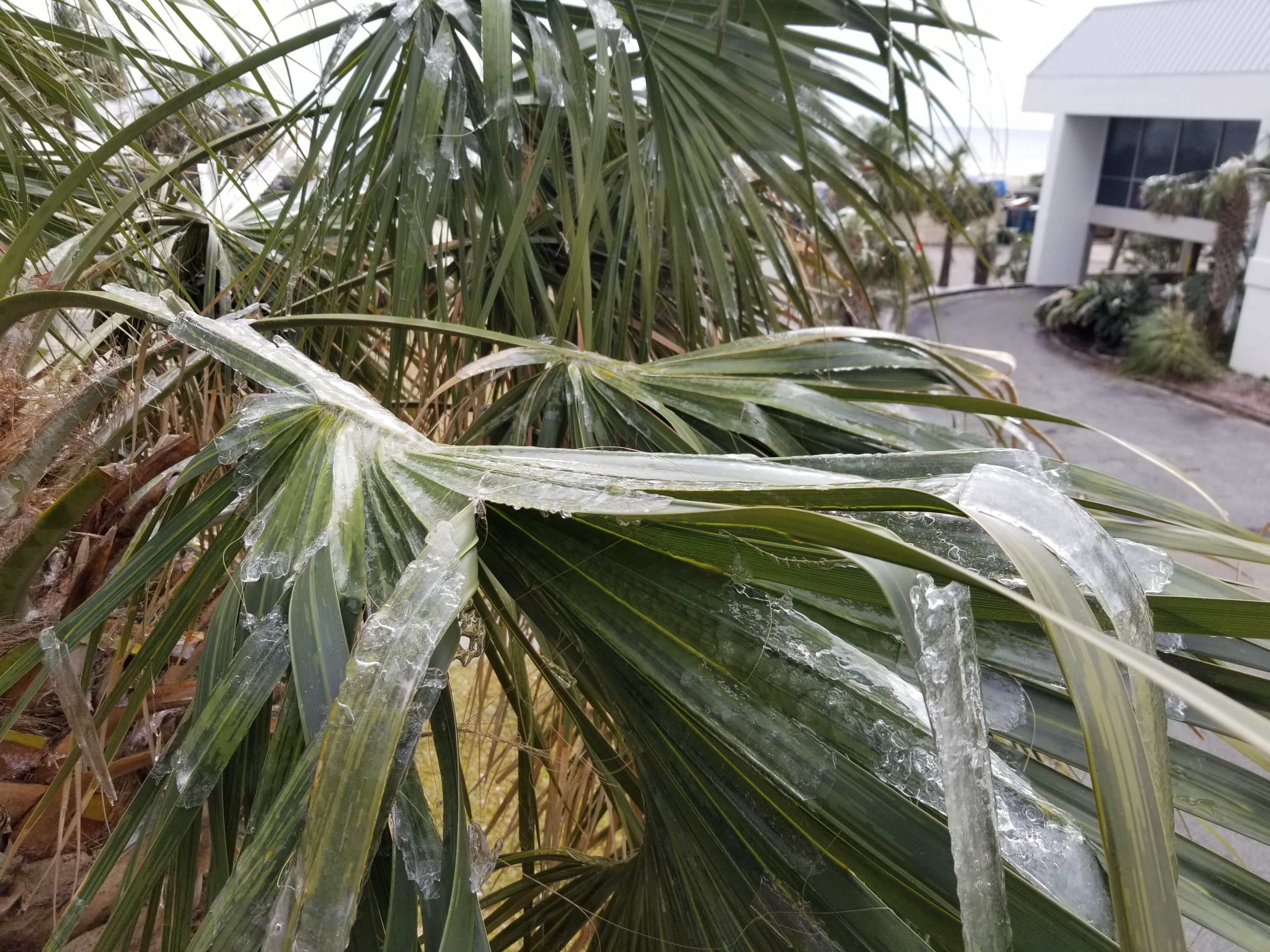 Icy palm leaves